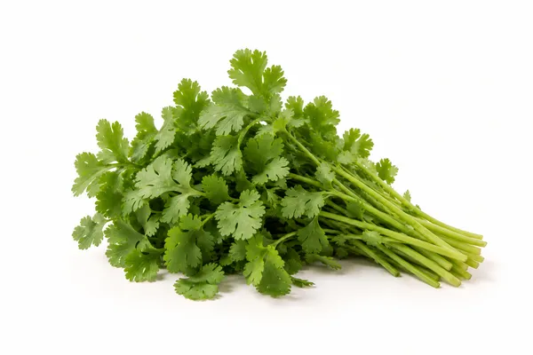 A fresh bunch of coriander